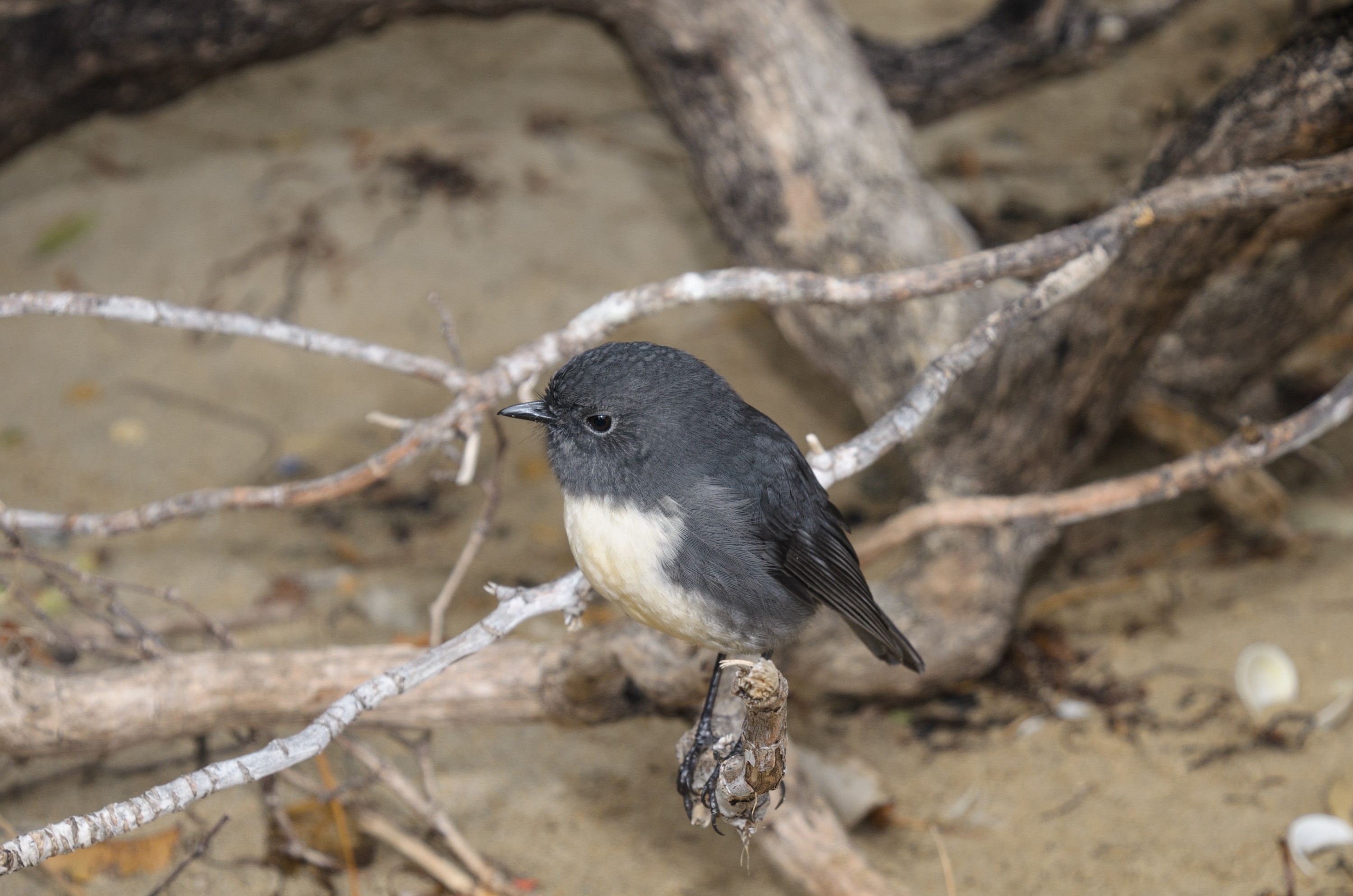 DSC_2385 – Adventure, Crispin, Island, March 2017, National Park, New, New Zealand, Rakiura, Robin, South, Stewart, Ulva, Zealand, friendly, karariwai, petroica australis